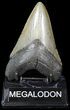 Fossil Megalodon Tooth - South Carolina #42240-1